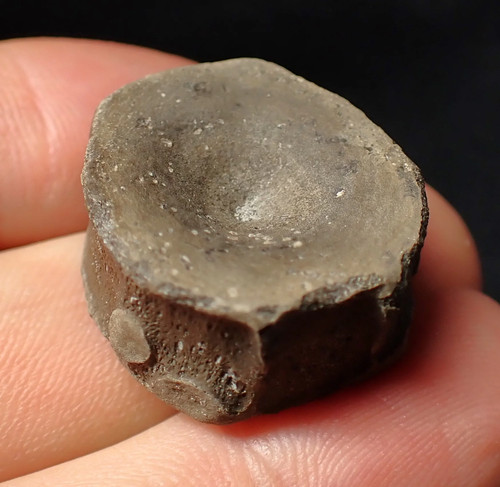 Jurassic ichthyosaur bone