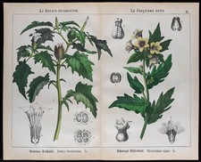 1875 - Incisione - Mela Spiky