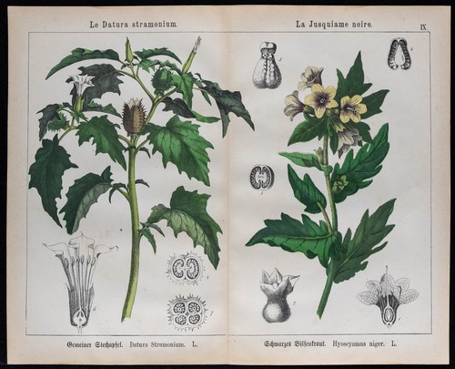 1875 incisione mela spiky - -,