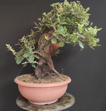 PRE BONSAI ESEMPLARE DI LECCIO