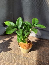 Rara rarità zamioculcas zenzi - raritÀ,