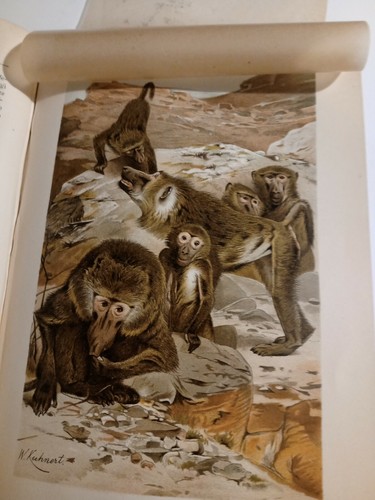 Vita degli animali brehm utet - animali,