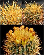 10 semi di Ferocactus chrysacanthus ,piante grasse,seed cactus 