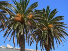 Phoenix canariensis var. porphyrocarpa - palma delle Canarie a frutti rossi (Vas