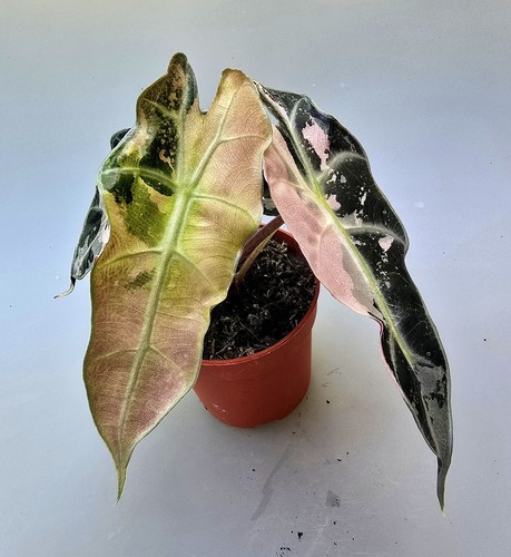 Alocasia amazonica rosa - alocasia,
