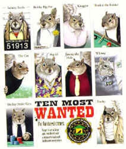 Ten most wanted squirrels - squirrels, 4