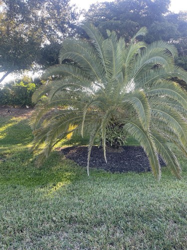 Date palm seedlings - palm,