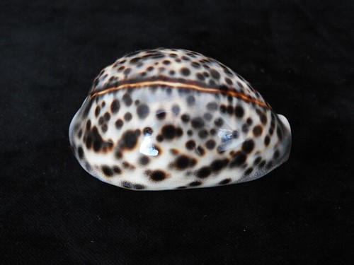 Sea shell cypraea - sea,