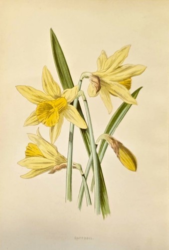 1890 narciso antica - 1890,