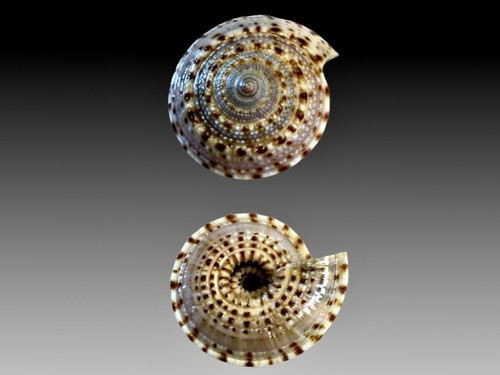 Architectonicidae