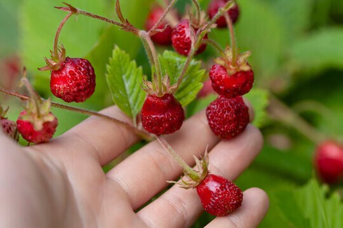 Fragaria moschata fragola - fragaria,