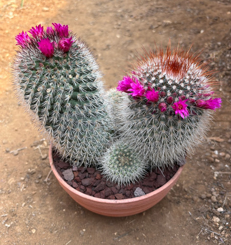 Mammillaria spinosissima - mammillaria,
