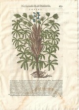 Stampa antica MATTIOLI MATTHIOLI erbario LUPINI botanica 1604 Antique print