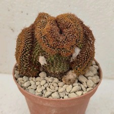 Frailea magnifica cristate RARE SEED PLANT Pøt 10 cm