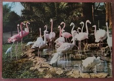 ROMA - GIARDINO ZOOLOGICO -