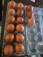 Maran hatching eggs - maran,