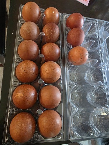Maran hatching eggs - maran,