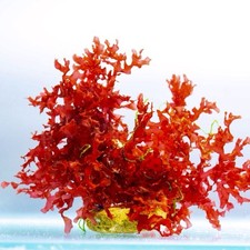 ✅ GRACILARIA Rossa ALGA Acquario Marino Refugium Sump Filtrazione No3 Po4