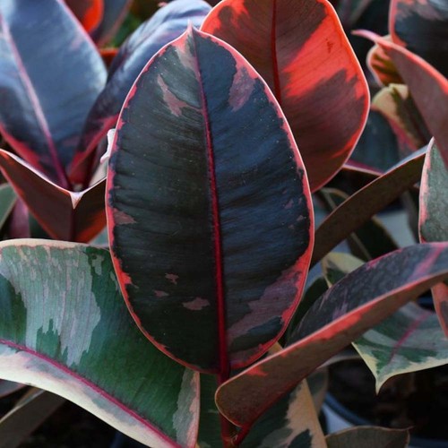 Pianta ficus belize in - di,