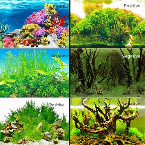 Pesce serbatoio sfondo - pesce, hd