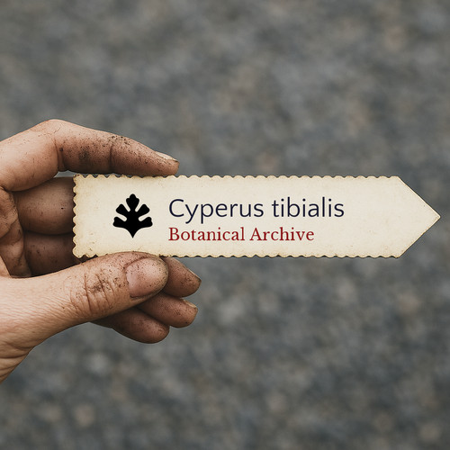 Cyperus tibialis seeds - cyperus,