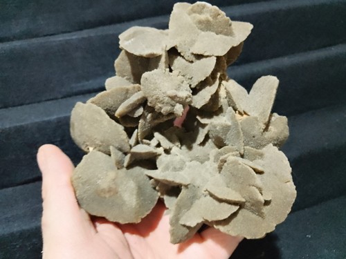 Rosa del deserto gesso - rosa,