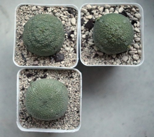 Pseudolithos miguurtinus - pseudolithos,