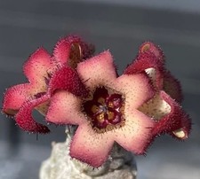 Stapelianthus madagascariensis - stapelianthus,
