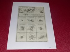 [Carta Geografica XVIII] Rig