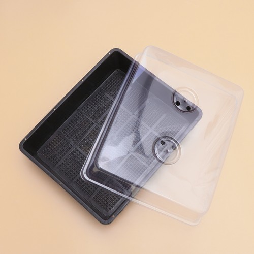 Grow box serra succulenta - box,