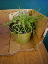 erba autentica di anfeild