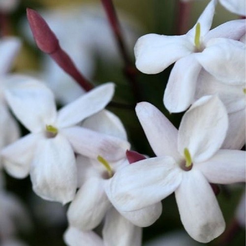 Pianta gelsomino polyanthum - gelsomino,