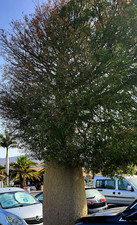 10 Semillas de Queensland