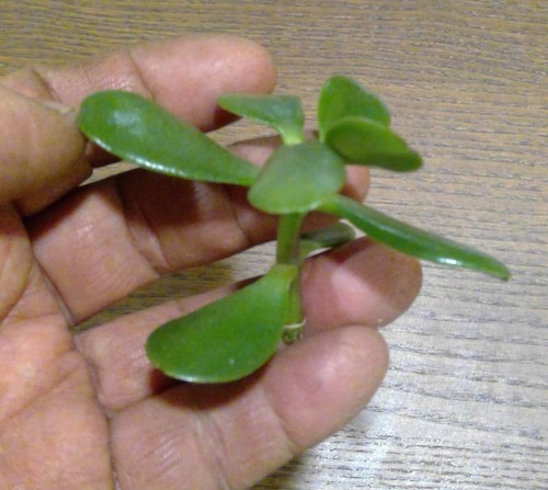Grow your own - , jade