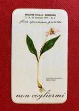 (G39) FIORE DENTE DI CANE - ADESIVO STICKER Vintage '80 Flora spontanea 9x5,5 cm