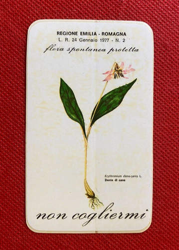 Fiore dente cane - fiore,