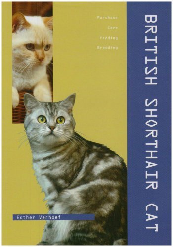 British shorthair cat - shorthair,