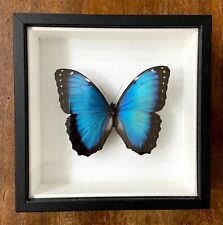Morpho helenor Farfalla vera