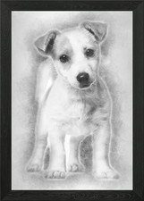 Jack Russell cucciolo 3 mesi