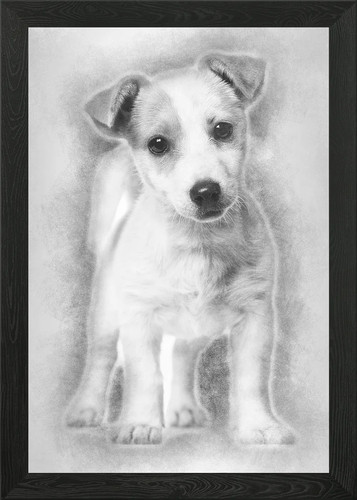 Jack russell cucciolo mesi - jack, 3
