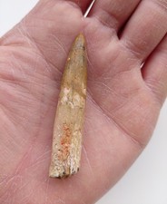 Dente di Spinosauro 6,3 cm -