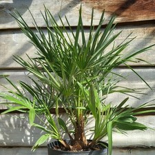 Chamaerops humilis