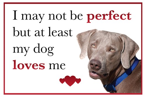 Funny dog loves me - funny,