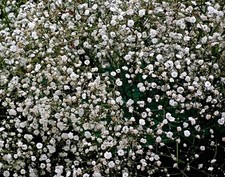 semi di erba velata bianca