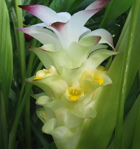 Pianta curcuma 3xrizoma bio - pianta,