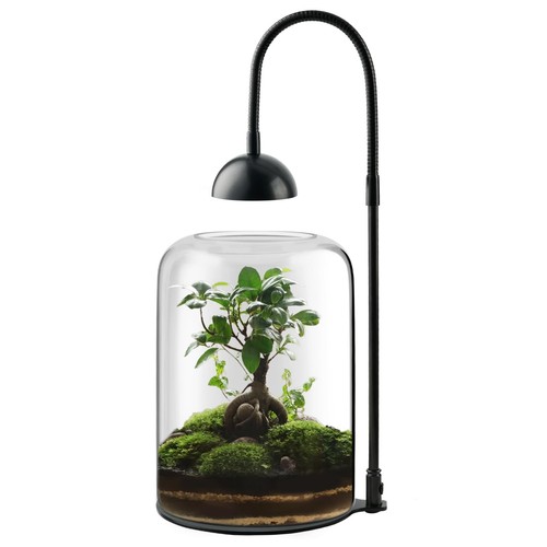 Terrario per piante - terrario, vetro