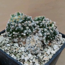 Mammillaria schiedeana form
