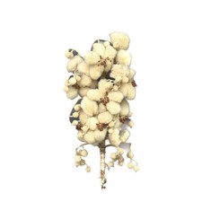 Antico bouquet da sposa XIX