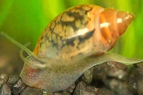 Physa esemplari lumache per - physa,