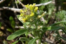 CALICE - VERBETTA - ALYSSUM ALYSSOIDES 25+ SEMI E 438